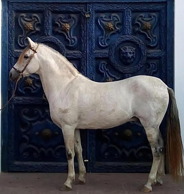 Hacienda Gentileza